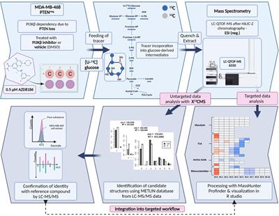 Untargeted stable isotope-resolved metabolomics to assess the effect of PI3Kβ inhibition on metabolic pathway activities in a PTEN null breast cancer cell line